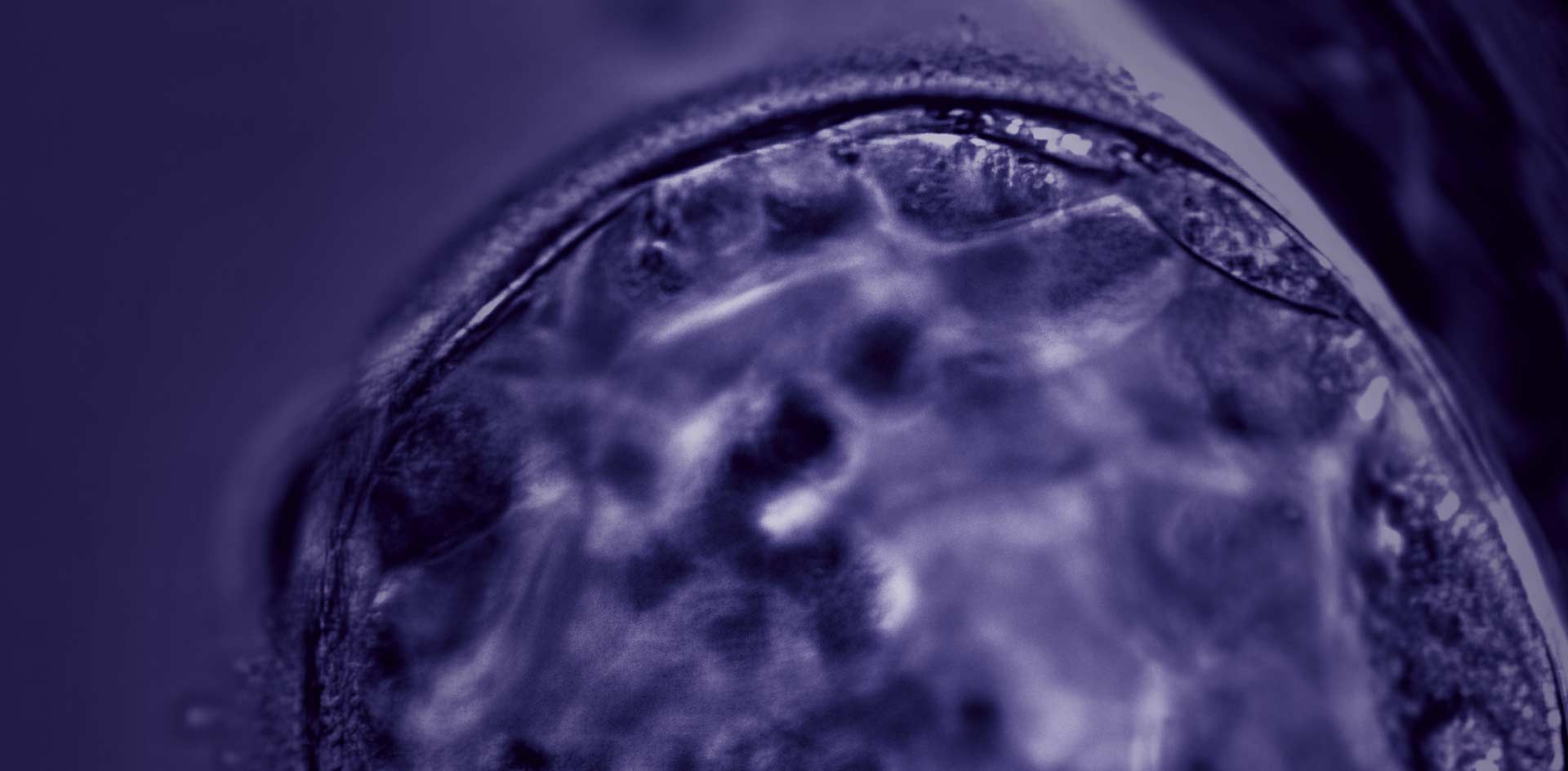 Als wir noch Bäume waren